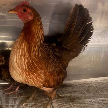 IVHS-Stray-140210 -  Chicken Bird for Adoption in San Gabriel, California - IVHS-Stray-140210 | PetCurious