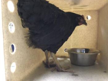HENNA -  Chicken Bird for Adoption in Riverside, California - HENNA | PetCurious