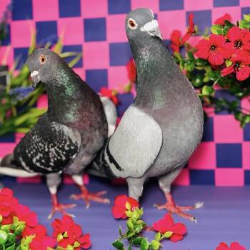 Tilton & Riverdale (married couple) -  Pigeon Bird for Adoption in Chicago, Illinois - Tilton & Riverdale (married Couple) | PetCurious