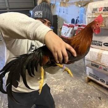 Chicken Birds Available for Adoption in Philadelphia, Pennsylvania - Duck Duck Goose | PetCurious