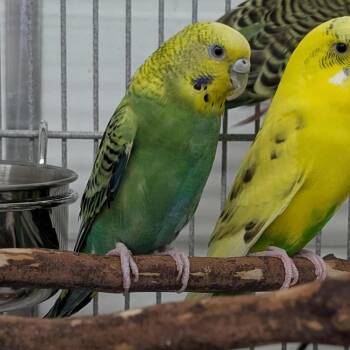 Parakeet Birds Available for Adoption in Kanab, Utah - Beyonce | PetCurious
