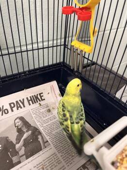 PILIKIA -  Budgie Budgerigar Bird for Adoption in Boston, Massachusetts - PILIKIA | PetCurious