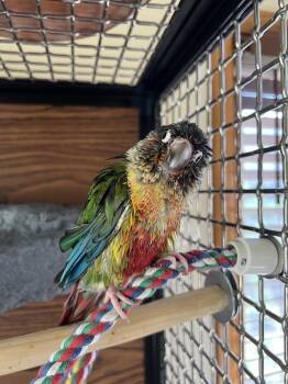 Benny -  Conure Bird for Adoption in Pittsburgh, Pennsylvania - Benny | PetCurious