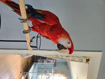 Tonto -  Macaw Bird for Adoption in Wakefield, Virginia - Tonto | PetCurious