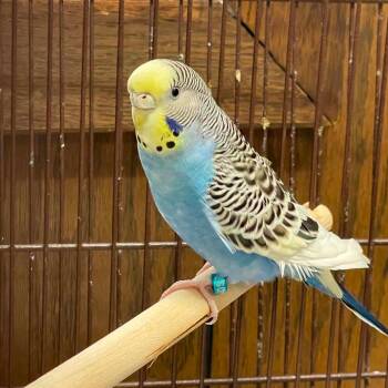Piccolo M12297 -  Parakeet Bird for Adoption - Piccolo M12297 | PetCurious