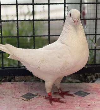 Chai -  Pigeon Bird for Adoption in Oakland, California - Chai | PetCurious
