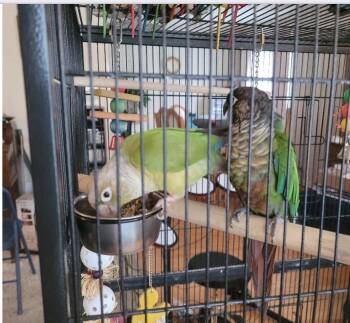 Conure Birds Available for Adoption in Aurora, Illinois - Olive And Basil | PetCurious