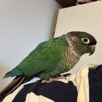 Evee -  Conure Bird for Adoption in Lenexa, Kansas - Evee | PetCurious