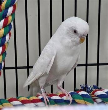 Parakeet Birds Available for Adoption - MAHGI | PetCurious