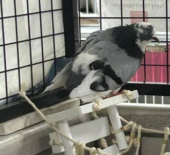Pigeon Birds Available for Adoption in Dedham, Massachusetts - SMIDGEN | PetCurious