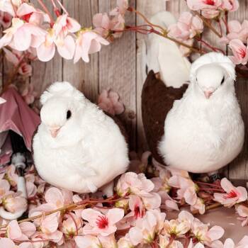 Pigeon Birds Available for Adoption in Chicago, Illinois - Kalamata & Puttanesca | PetCurious