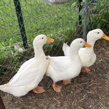 Huey -  Duck Bird for Adoption in Quakertown, Pennsylvania - Huey | PetCurious