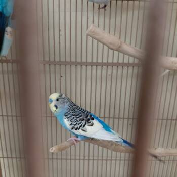 Parakeet Birds Available for Adoption - 16 | PetCurious