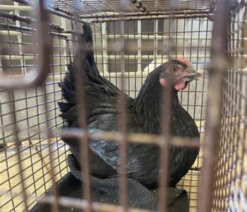 SQUIGGY -  Chicken Bird for Adoption in Loveland, Colorado - SQUIGGY | PetCurious
