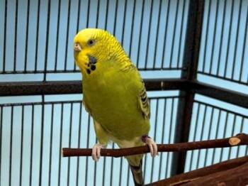Fruddy -  Parakeet Bird for Adoption in Woodbury, Minnesota - Fruddy | PetCurious