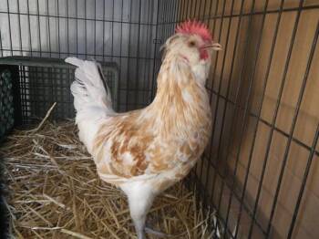 A922385 -  Chicken Bird for Adoption in Sacramento, California - A922385 | PetCurious