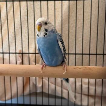 COOKIE MONSTER -  Parakeet Bird for Adoption in Ontario, California - COOKIE MONSTER | PetCurious