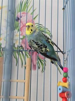Budgie Budgerigar Birds Available for Adoption - Dahlia | PetCurious