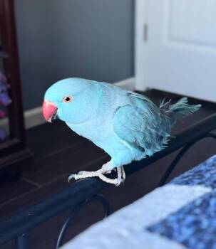Parrot Birds Available for Adoption - Berry | PetCurious