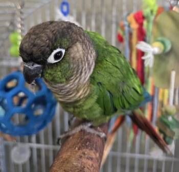 Bruce -  Conure Bird for Adoption in Elizabeth, Colorado - Bruce | PetCurious