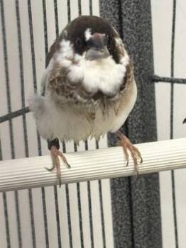 George -  Finch Bird for Adoption in New Hope, Pennsylvania - George | PetCurious