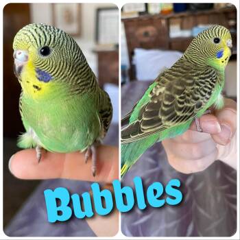 Parakeet Birds Available for Adoption in Hollister, California - Bubbles | PetCurious