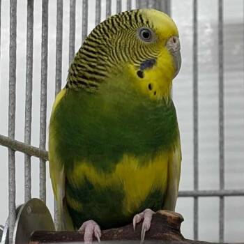 Parakeet Birds Available for Adoption in Kanab, Utah - Dolly | PetCurious