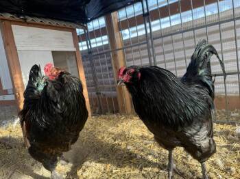 Chicken Birds Available for Adoption in Delson, Quebec - 2 Coqs | PetCurious