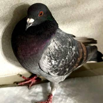 Pigeon Birds Available for Adoption in Chicago, Illinois - Redd | PetCurious