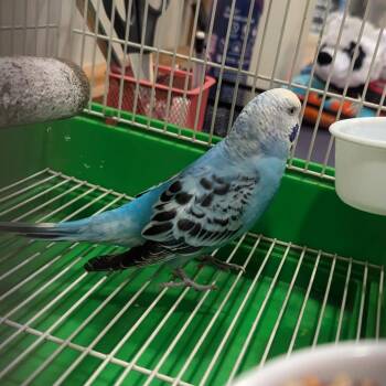Geraldine -  Parakeet Bird for Adoption in Charlottesville, Virginia - Geraldine | PetCurious