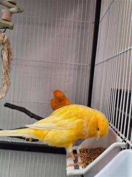 jaune -  Canary Bird for Adoption in Montreal, Quebec - Jaune | PetCurious