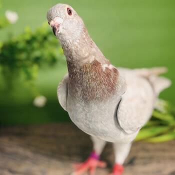 Scarecrow -  Pigeon Bird for Adoption in Chicago, Illinois - Scarecrow | PetCurious