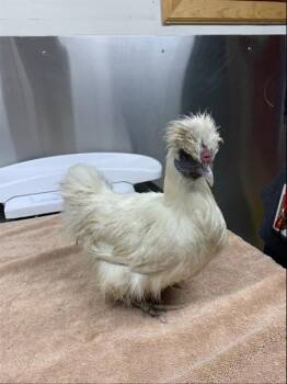 JACKIE -  Chicken Bird for Adoption in Fairbanks, Alaska - JACKIE | PetCurious
