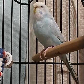 Miss B -  Parakeet Bird for Adoption in Grand Rapids, Minnesota - Miss B | PetCurious