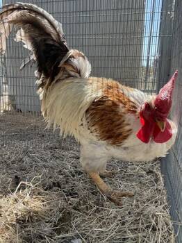 CHUCK A DOODLE -  Chicken Bird for Adoption in Riverside, California - CHUCK A DOODLE | PetCurious