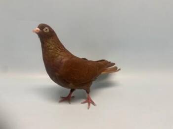 Marion -  Pigeon Bird for Adoption in Golden Valley, Minnesota - Marion | PetCurious