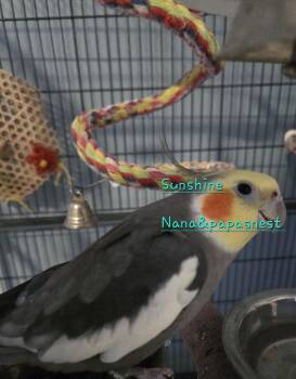 Cockatiel Birds Available for Adoption in Wakefield, Virginia - Cam And Sunshine | PetCurious