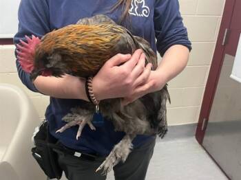 Chicken Birds Available for Adoption - BRUCE WING | PetCurious