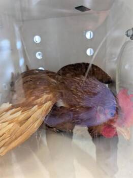 Chicken Birds Available for Adoption in Ontario, California - A008393 | PetCurious