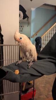Pretzel -  Cockatoo Bird for Adoption in Middletown Township, New Jersey - Pretzel | PetCurious