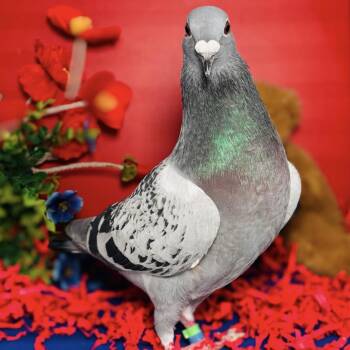 Gumby -  Pigeon Bird for Adoption in Chicago, Illinois - Gumby | PetCurious
