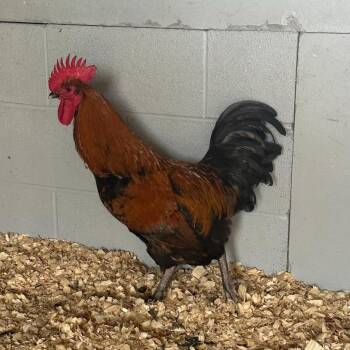 Kane (ID 52020) -  Chicken Bird for Adoption in Manassas, Virginia - Kane (ID 52020) | PetCurious