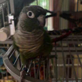 George -  Conure Bird for Adoption in Bedford, New Hampshire - George | PetCurious