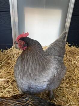 Chicken Birds Available for Adoption in Loveland, Colorado - PRETTY | PetCurious