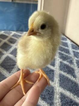 Kimiko -  Chicken Bird for Adoption in Roseville, California - Kimiko | PetCurious
