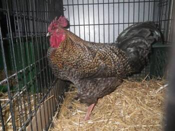 Chicken Birds Available for Adoption in Sacramento, California - A916602 | PetCurious