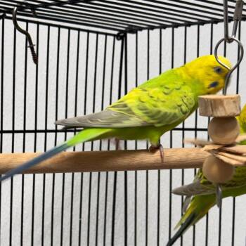 Parakeet Birds Available for Adoption in Clearwater, Florida - Haley | PetCurious