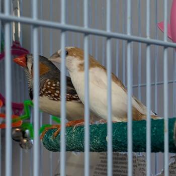 Peep -  Finch Bird for Adoption in Syracuse, New York - Peep | PetCurious