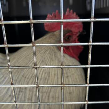 Chicken Birds Available for Adoption - ROOT | PetCurious