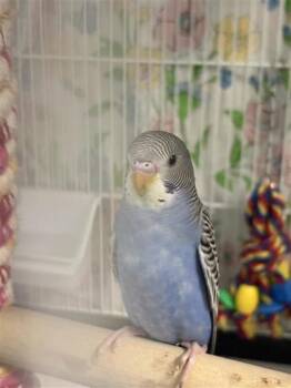 3 -  Parakeet Bird for Adoption in Montreal, Quebec - 3 | PetCurious